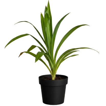 Pandanus Baptistii – image 5