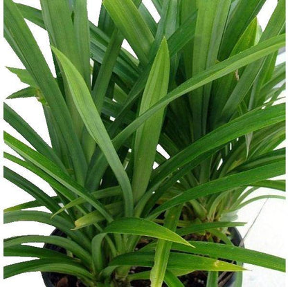Pandanus Baptistii – image 2