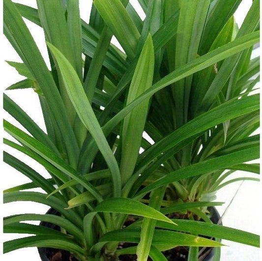 Pandanus Baptistii – image 2
