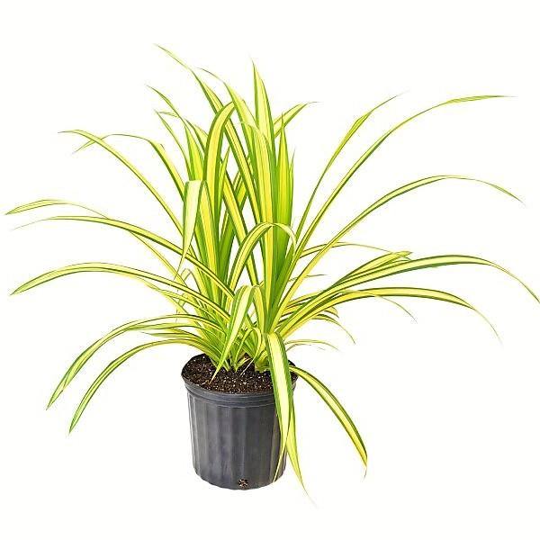 Pandanus Baptistii Variegata – image 8