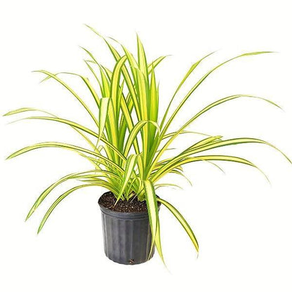 Pandanus Baptistii Variegata – image 8