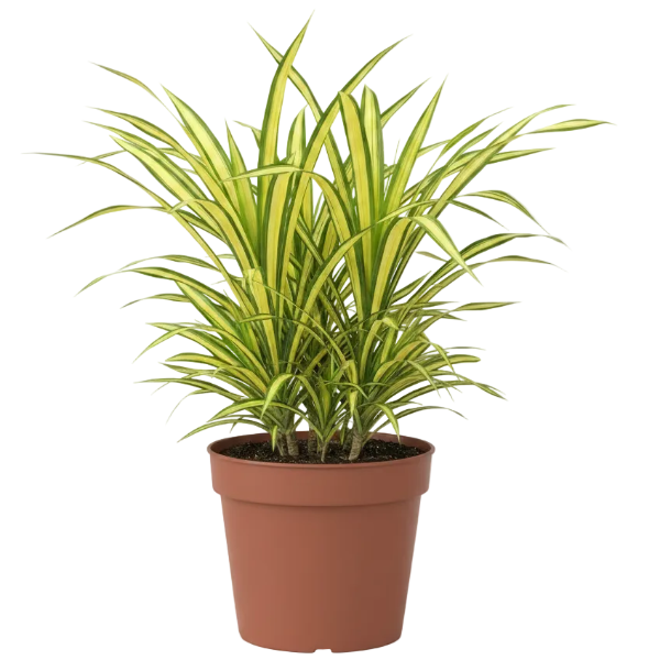 Pandanus Baptistii Variegata – image 1
