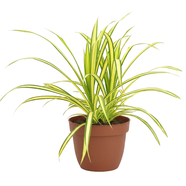 Pandanus Baptistii Variegata – image 2