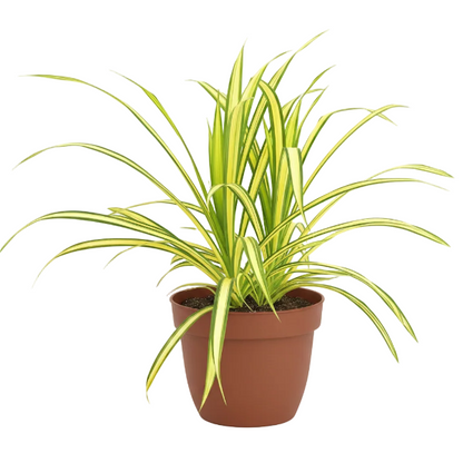Pandanus Baptistii Variegata – image 2