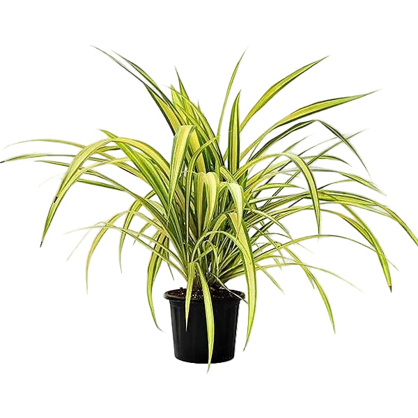 Pandanus Baptistii Variegata – image 5