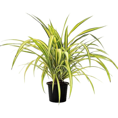 Pandanus Baptistii Variegata – image 5