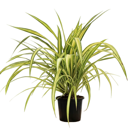Pandanus Baptistii Variegata – image 7