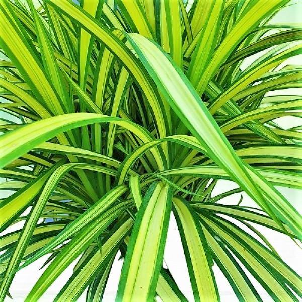 Pandanus Baptistii Variegata – image 4