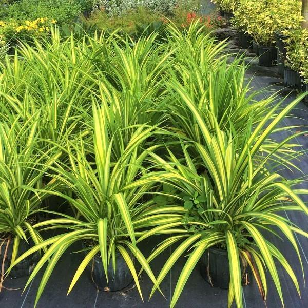 Pandanus Baptistii Variegata – image 6