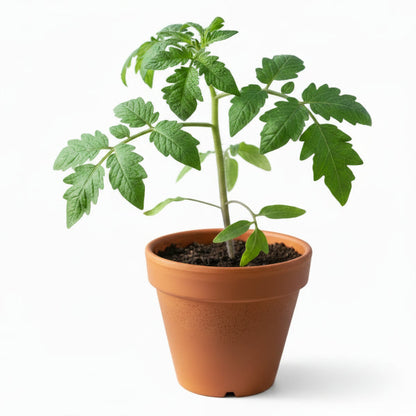 Cherry Tomato Plant – image 3