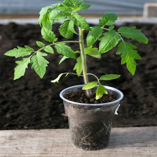 Tomato Plant – image 3