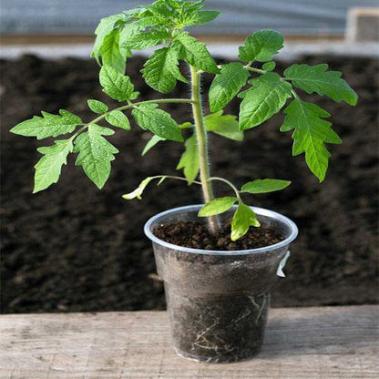 Tomato Plant – image 3
