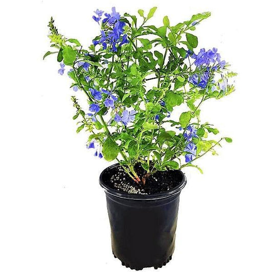 Plumbago Capensis, The Blue Plumbago – image 1