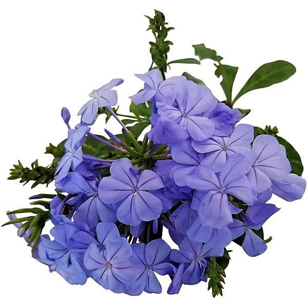 Plumbago Capensis, The Blue Plumbago – image 3