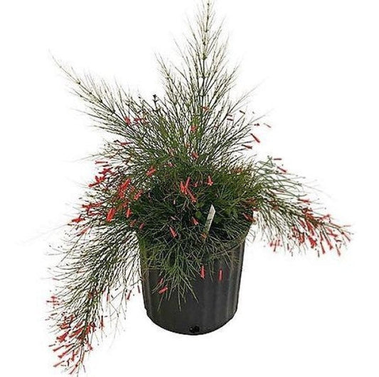 Russelia Equisetiformis, Coral Plant, Firecracker Plant – image 1