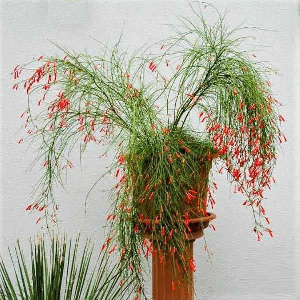 Russelia Equisetiformis, Coral Plant, Firecracker Plant – image 3