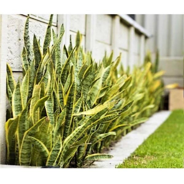 Sansevieria Trifasciata, Superba, Snake Plant, Outdoor – image 5