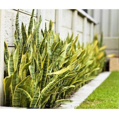 Sansevieria Trifasciata, Superba, Snake Plant, Outdoor – image 5
