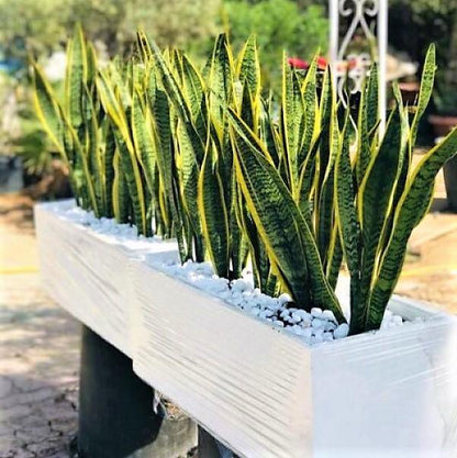 Sansevieria Trifasciata, Superba, Snake Plant, Outdoor – image 4