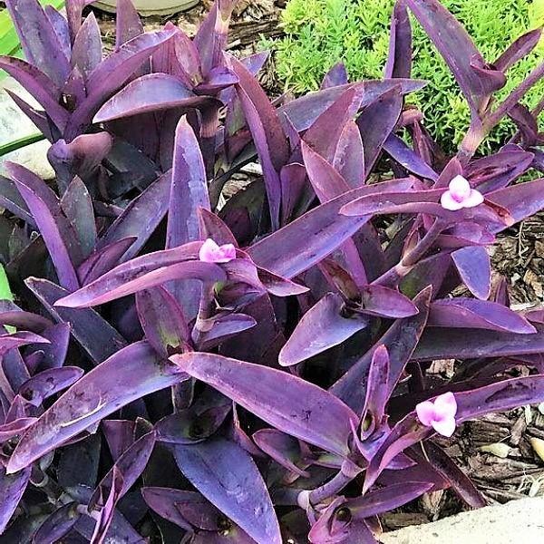 Setcreasea Purpurea, Purple Heart (small) – image 2