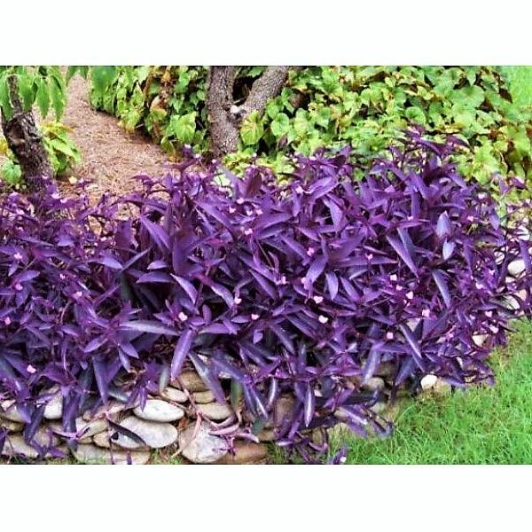 Setcreasea Purpurea, Purple Heart (small) – image 4