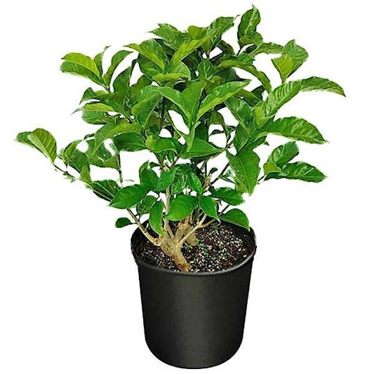 Tabernaemontana divaricata, crape jasmine – image 1