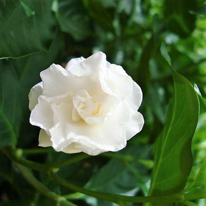 Tabernaemontana divaricata, crape jasmine – image 3