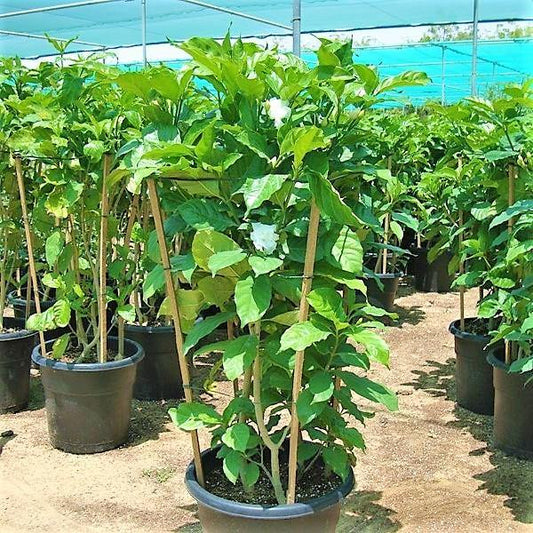 Tabernaemontana divaricata, crape jasmine – image 2