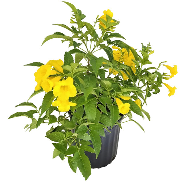 Yellow Bells, Tecoma Stans – image 3