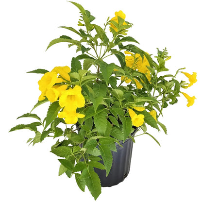Yellow Bells, Tecoma Stans – image 3