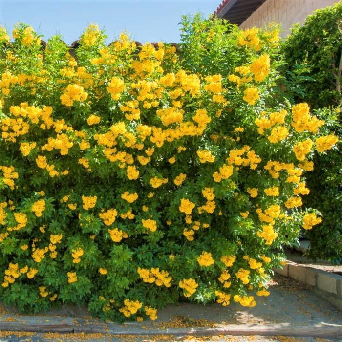 Yellow Bells, Tecoma Stans – image 8
