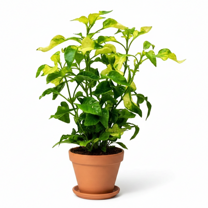 Alternanthera Ficoidea, Gold (small) – image 1