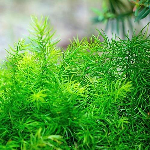 Asparagus sprengeri, Emerald feather, Emerald fern, Sprenger’s asparagus (small) – image 2