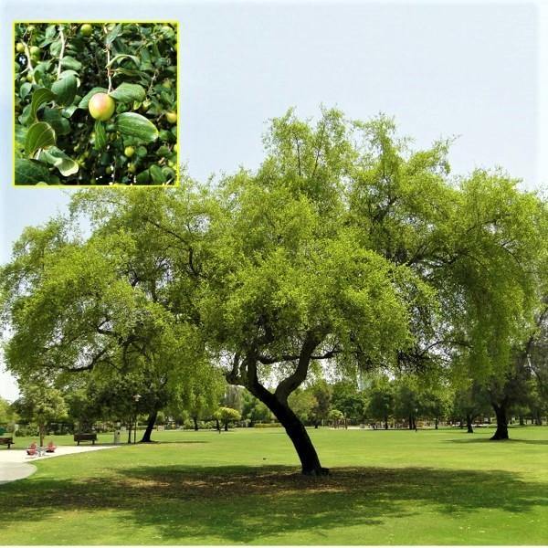 Ziziphus Spina Christi, Sidr Tree – image 5