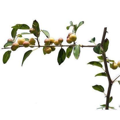 Ziziphus Spina Christi, Sidr Tree – image 2