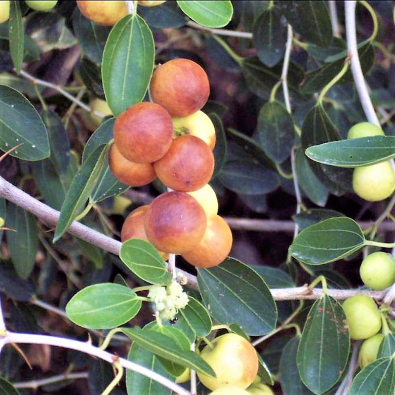Ziziphus Spina Christi, Sidr Tree – image 6