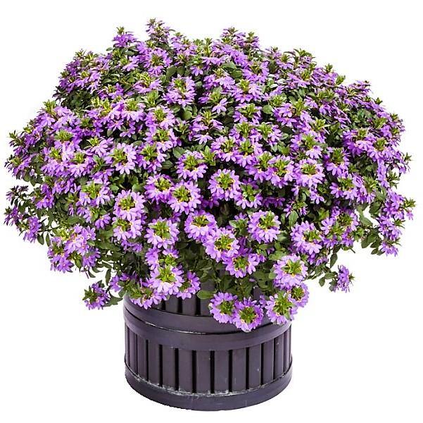 Scaevola Aemula, Blue Wonder – image 5