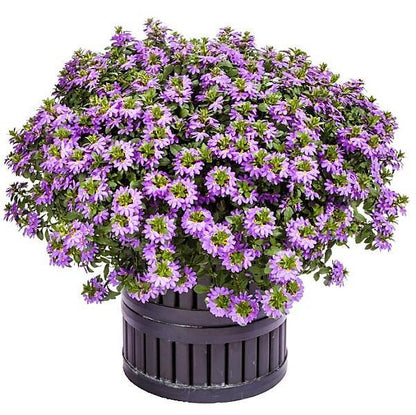 Scaevola Aemula, Blue Wonder – image 5