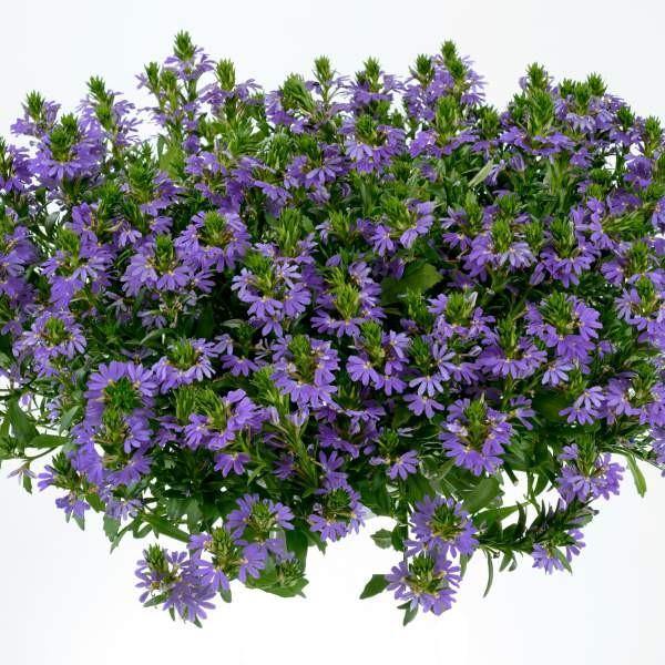 Scaevola Aemula, Blue Wonder – image 8