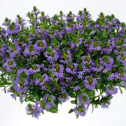 Scaevola Aemula, Blue Wonder – image 8