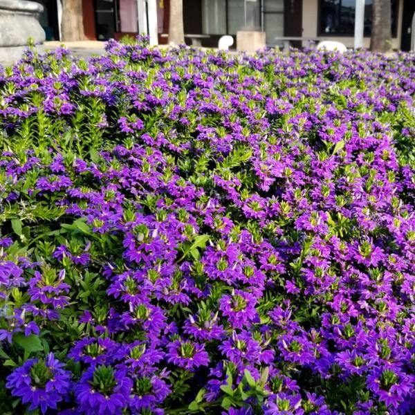 Scaevola Aemula, Blue Wonder – image 7