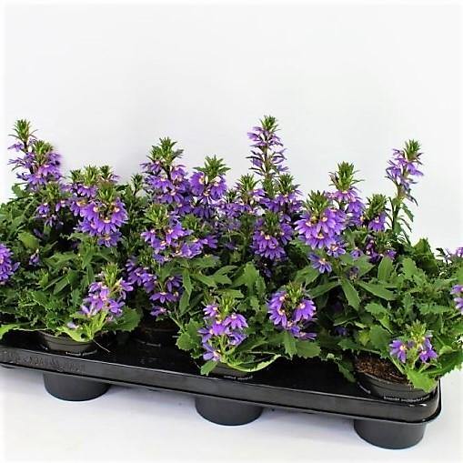 Scaevola Aemula, Blue Wonder – image 3