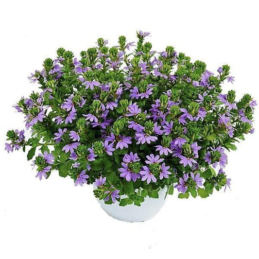 Scaevola Aemula, Blue Wonder – image 1