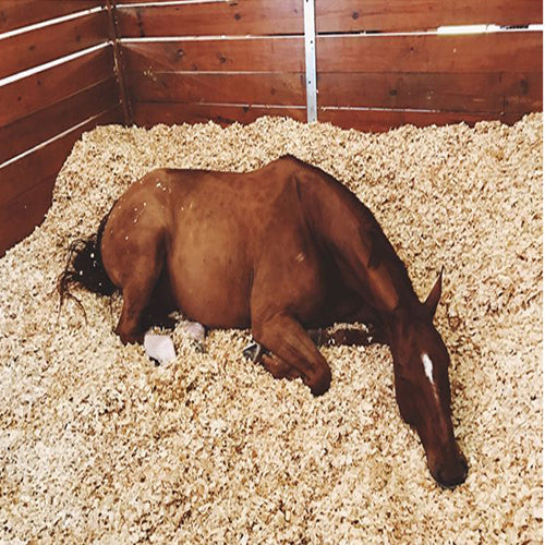 Pine Flakes, Shavings, Horse Bedding 14KG – image 1