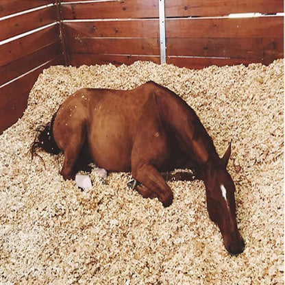 Pine Flakes, Shavings, Horse Bedding 14KG – image 1