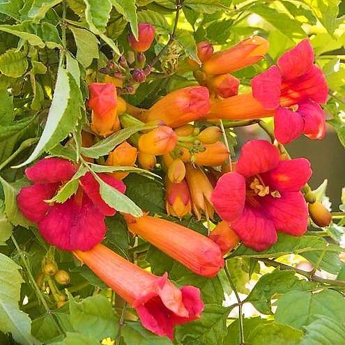 Campsis Radicans, Trumpet Vine – image 3