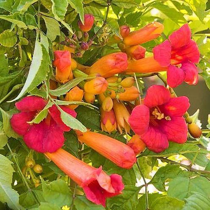 Campsis Radicans, Trumpet Vine – image 3