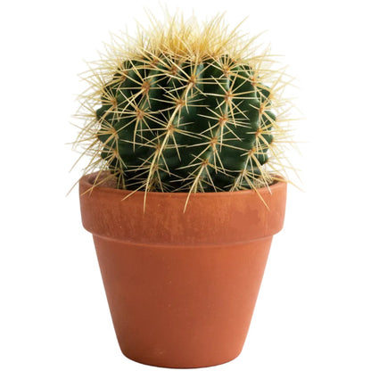 Ball Cactus, Barrel – image 5