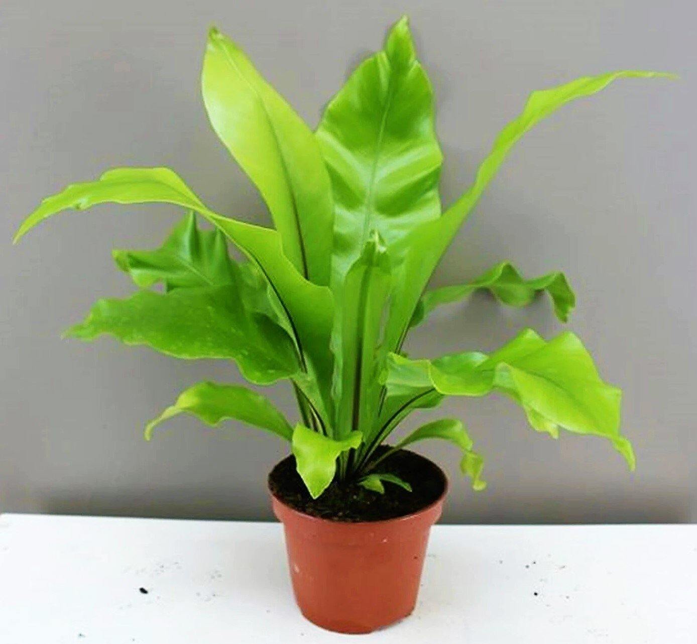 Bird’s Nest Fern, Asplenium Nidus – image 4
