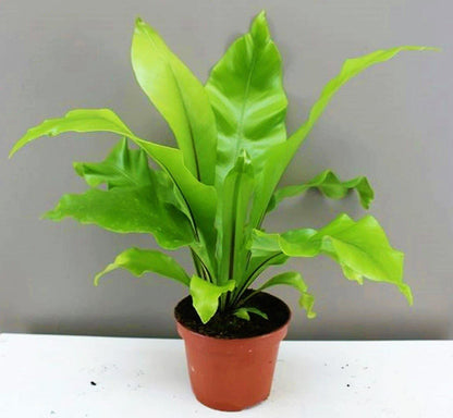 Bird’s Nest Fern, Asplenium Nidus – image 4
